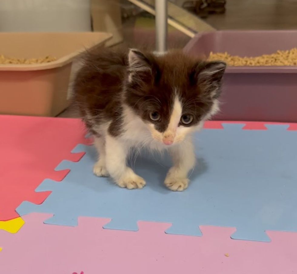 tuxedo kitten legs