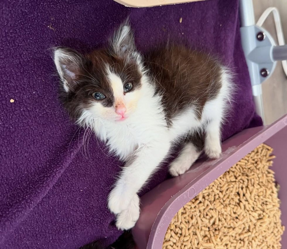 kitten legs fluffy