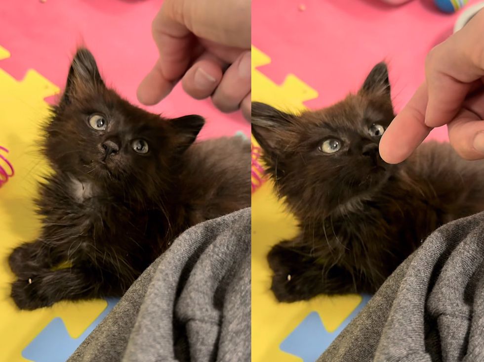house panther kitten snuggles