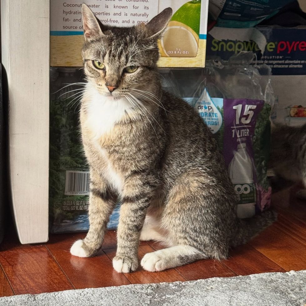 tabby cat home