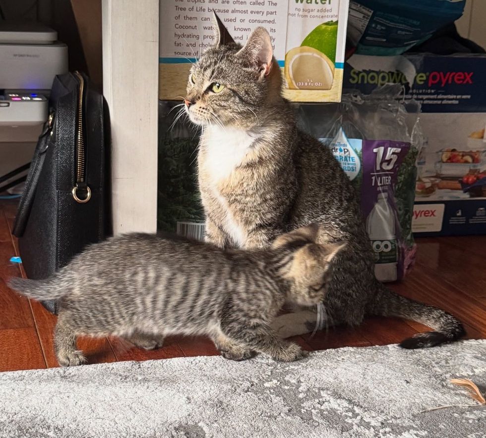 kitten cat tabbies