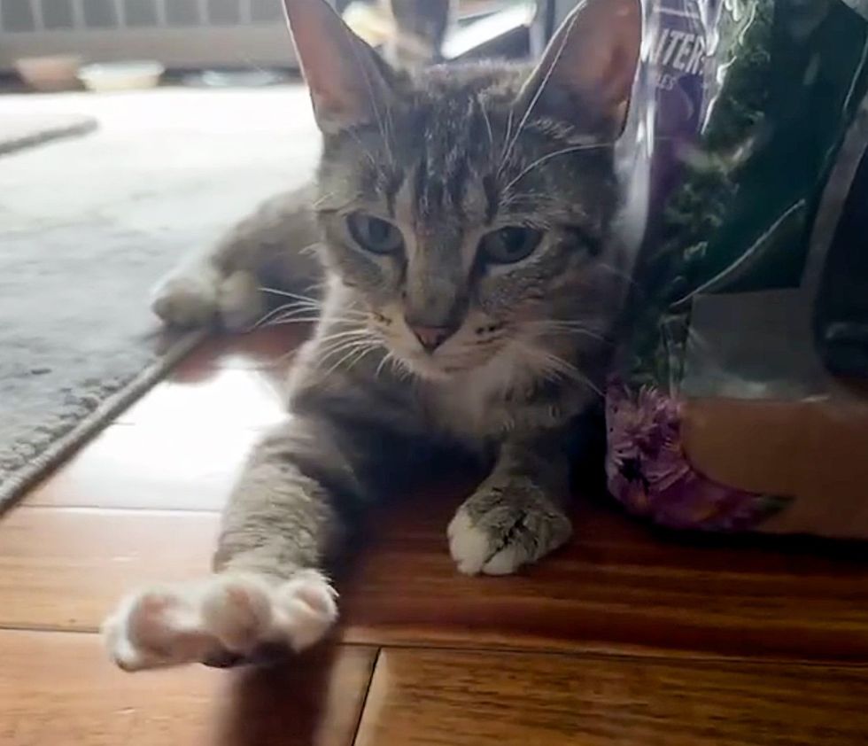 cat kneading paw