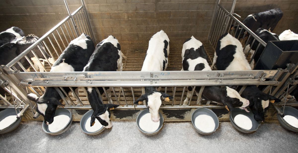 Das Landwirtschaftsgesetz nährt Konzerne, nicht Gemeinden