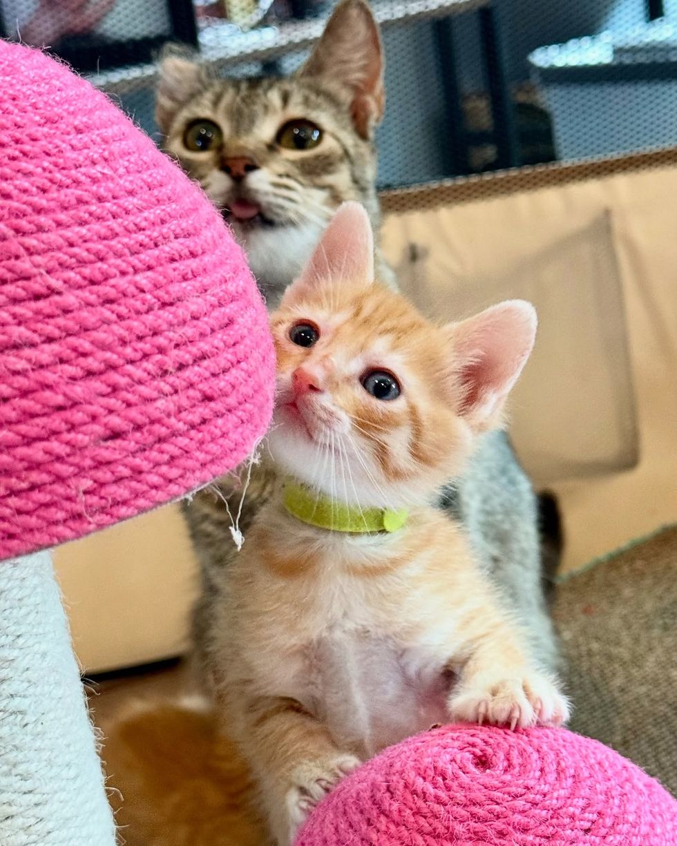 cat kitten ginger