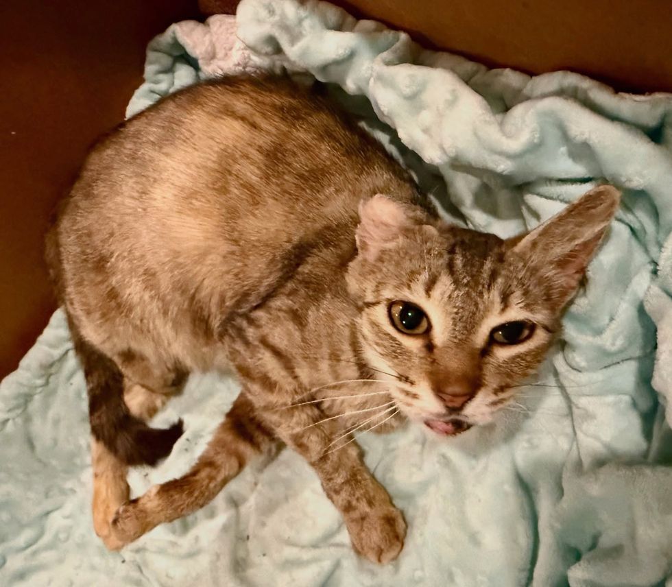rescue pregnant cat