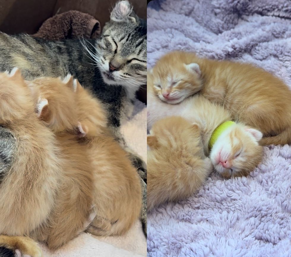 cat ginger kittens