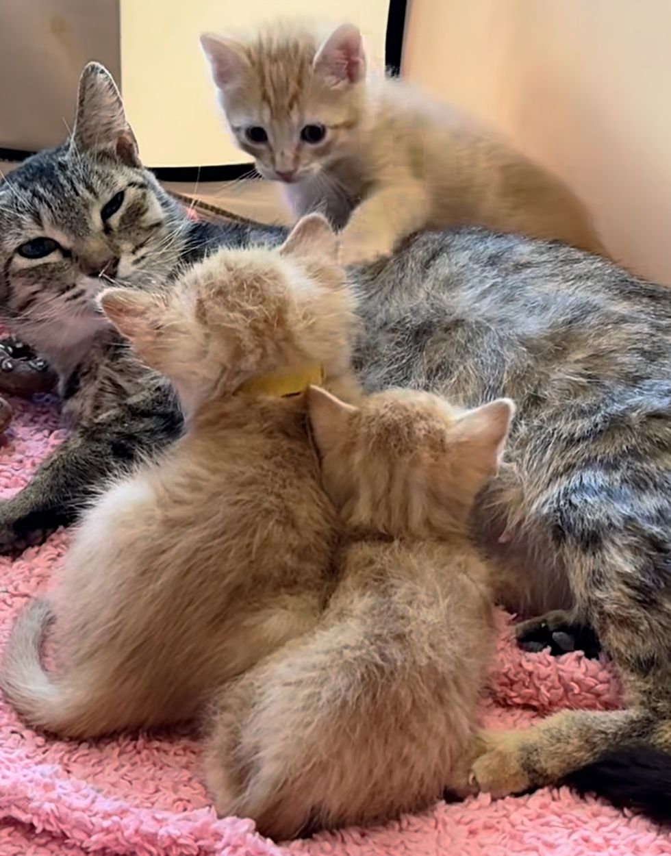 cat ginger kittens
