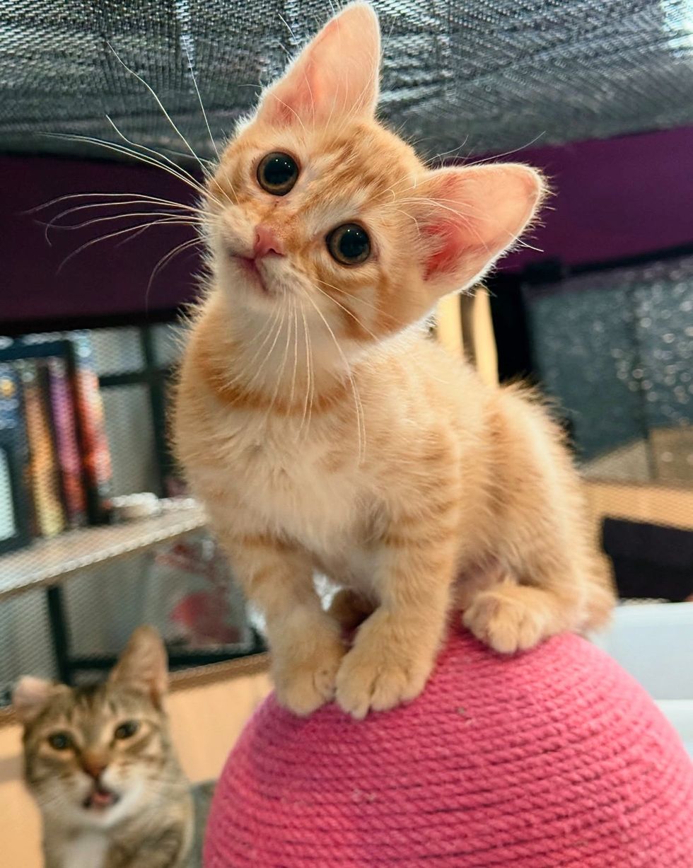 ginger kitten eyes heartwarming