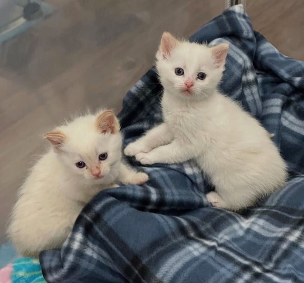 seal point kittens