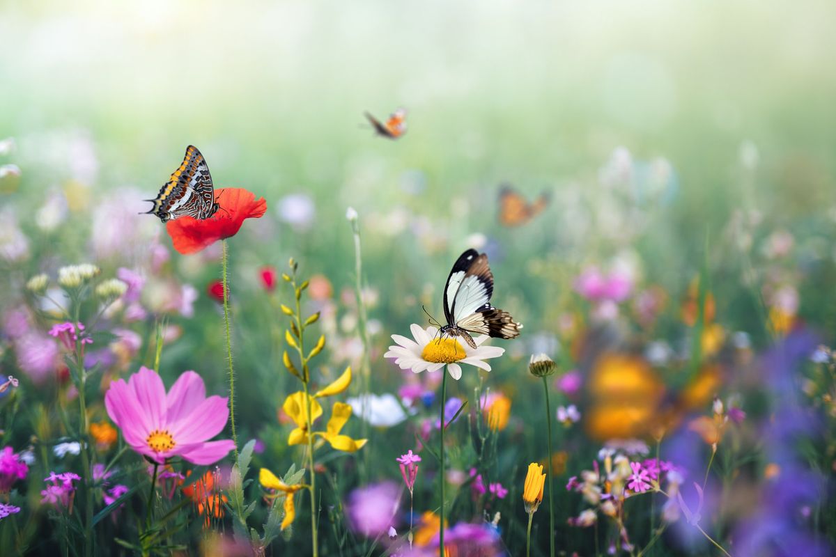 L’euro-vispa Teresa fissa le sue priorità: contare le farfalle e farle riprodurre