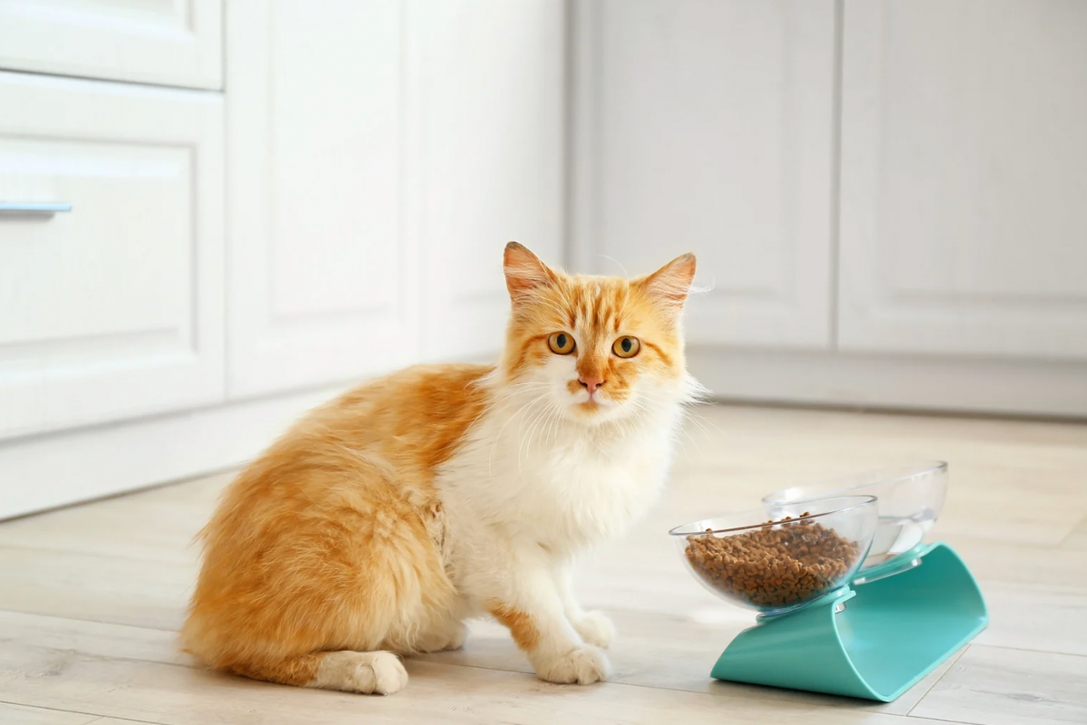 cats, cat food, best cat food, cat refusing to eat, funny cat videos, pets, picky cats, cat treats