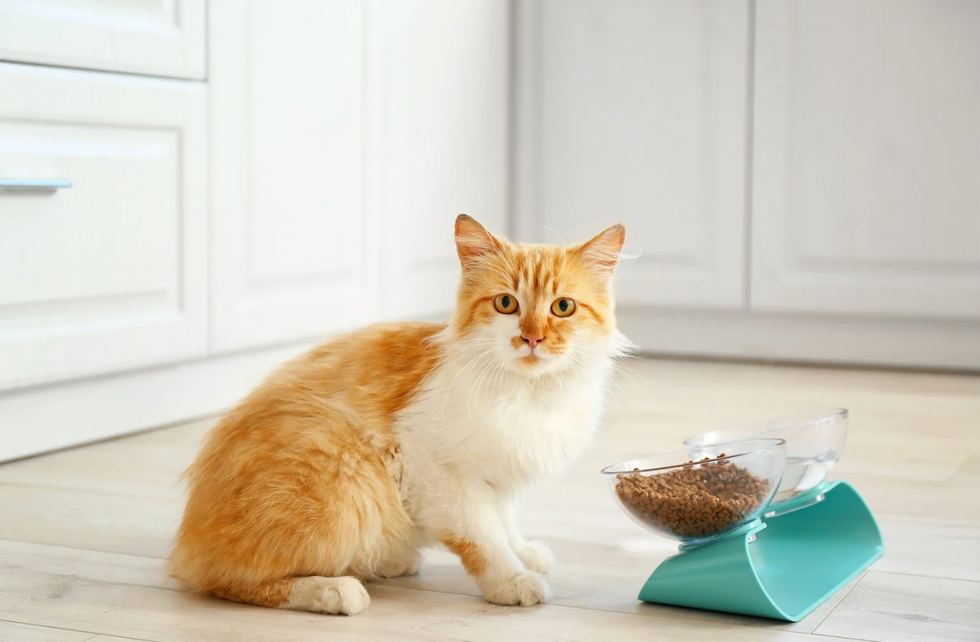 Cheeky list of 'reasons not to eat your food if you're a cat' has feline lovers cackling