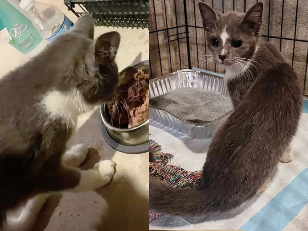 kitten home safe
