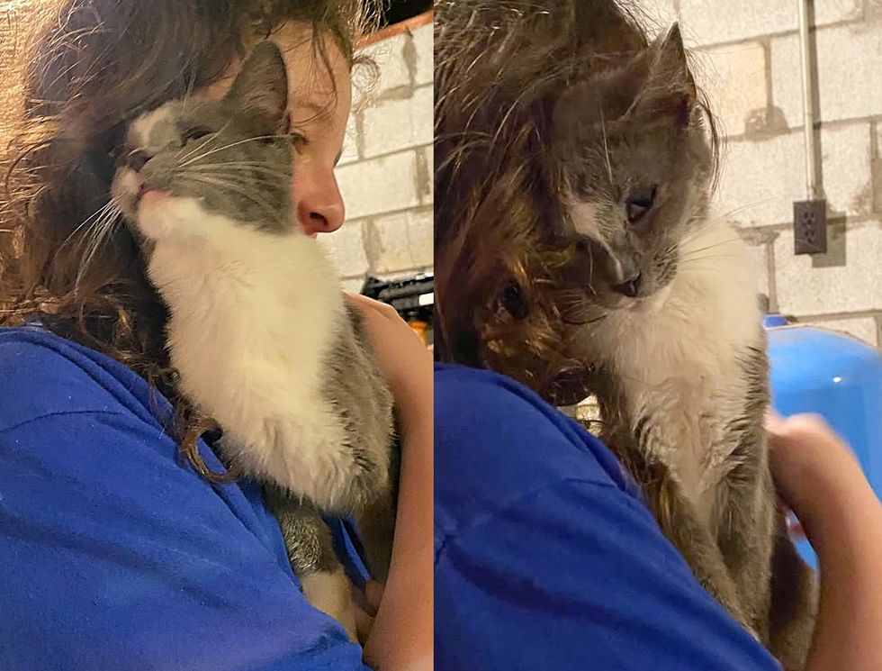 cuddly kitten happy