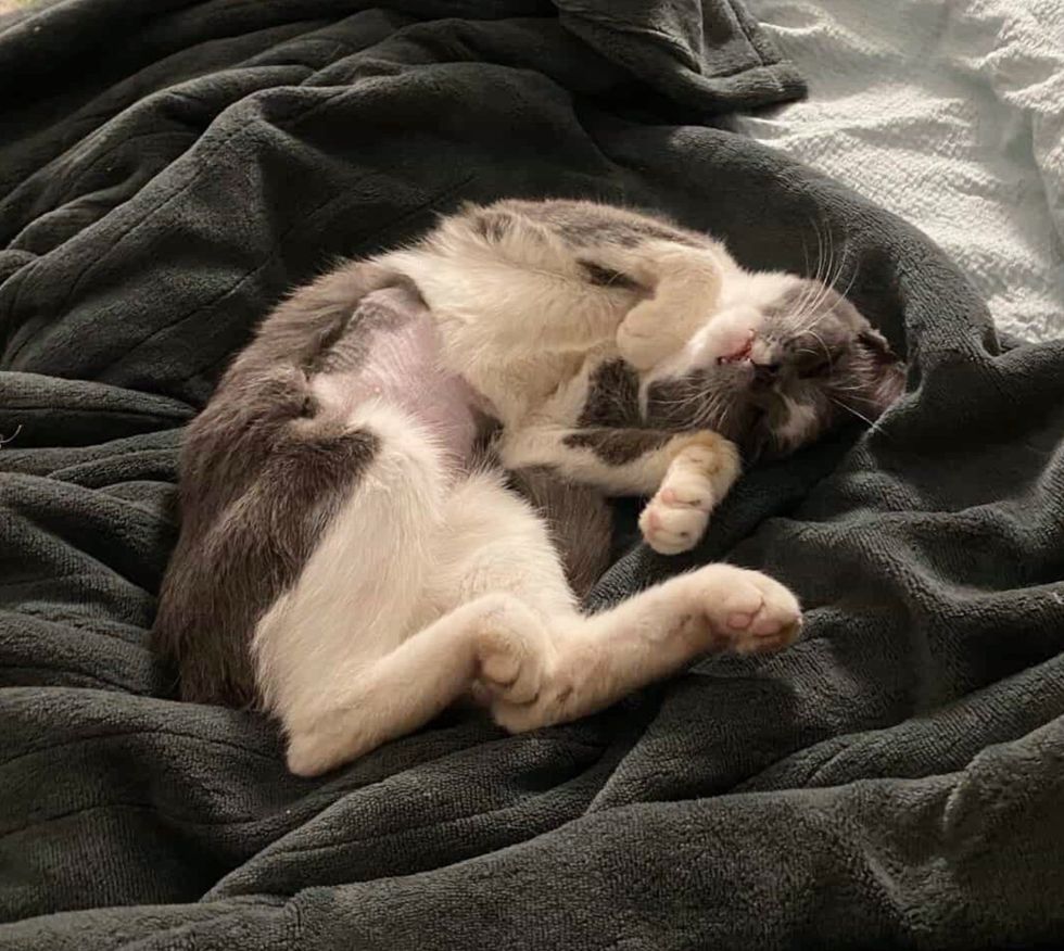 happy sleeping kitten
