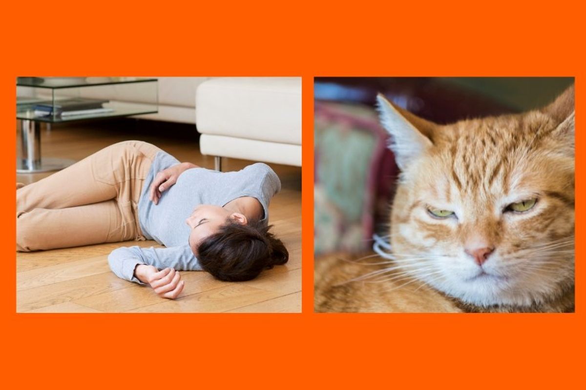 cats, fake fainting, cat experiment, love, pets, humans