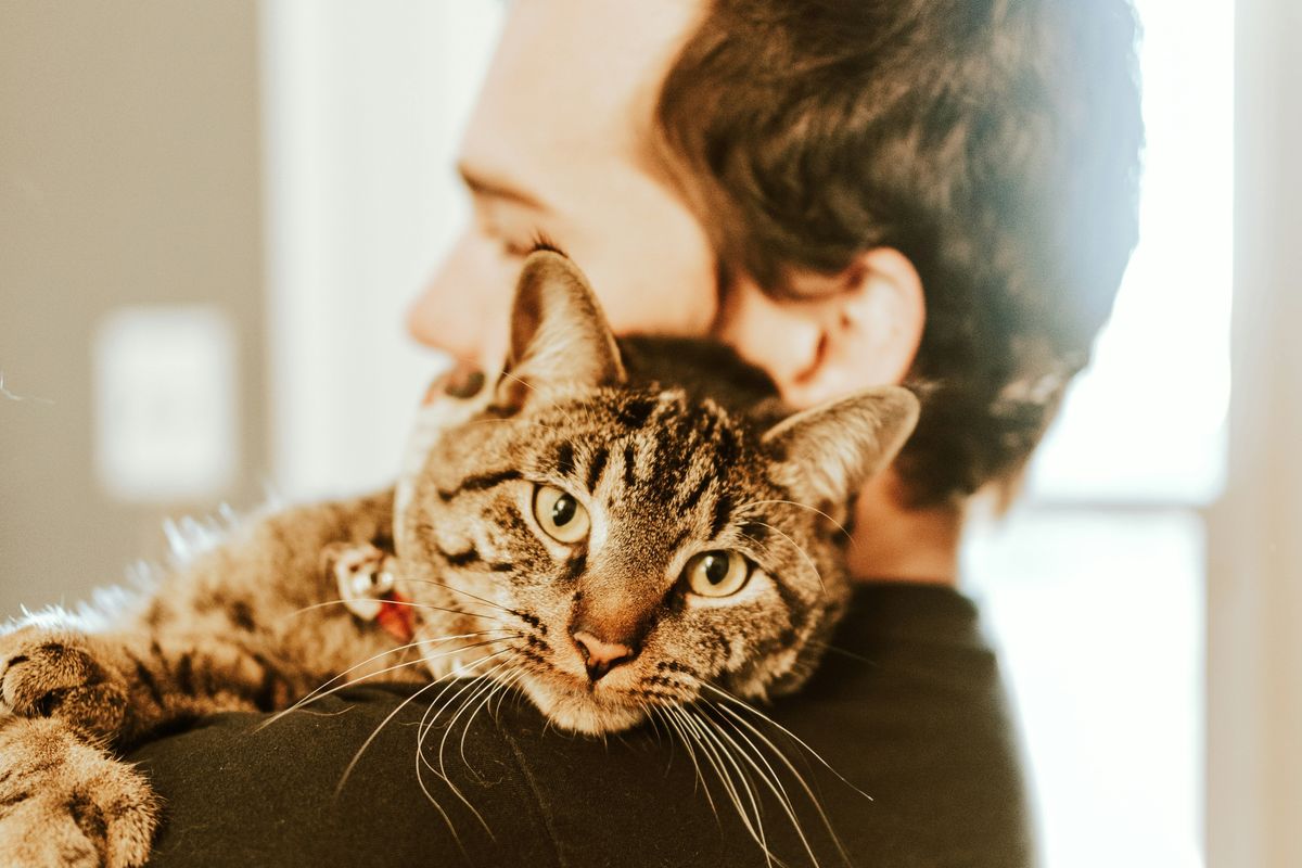 cats, love, pets, animals, humans