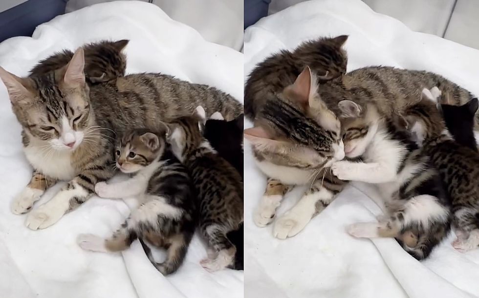 tabby cat kittens