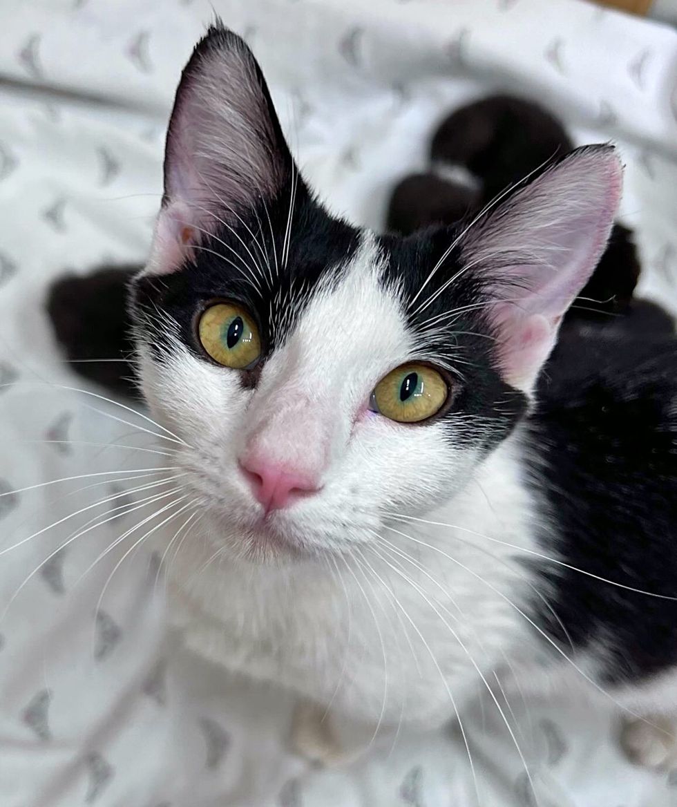 tuxedo cat