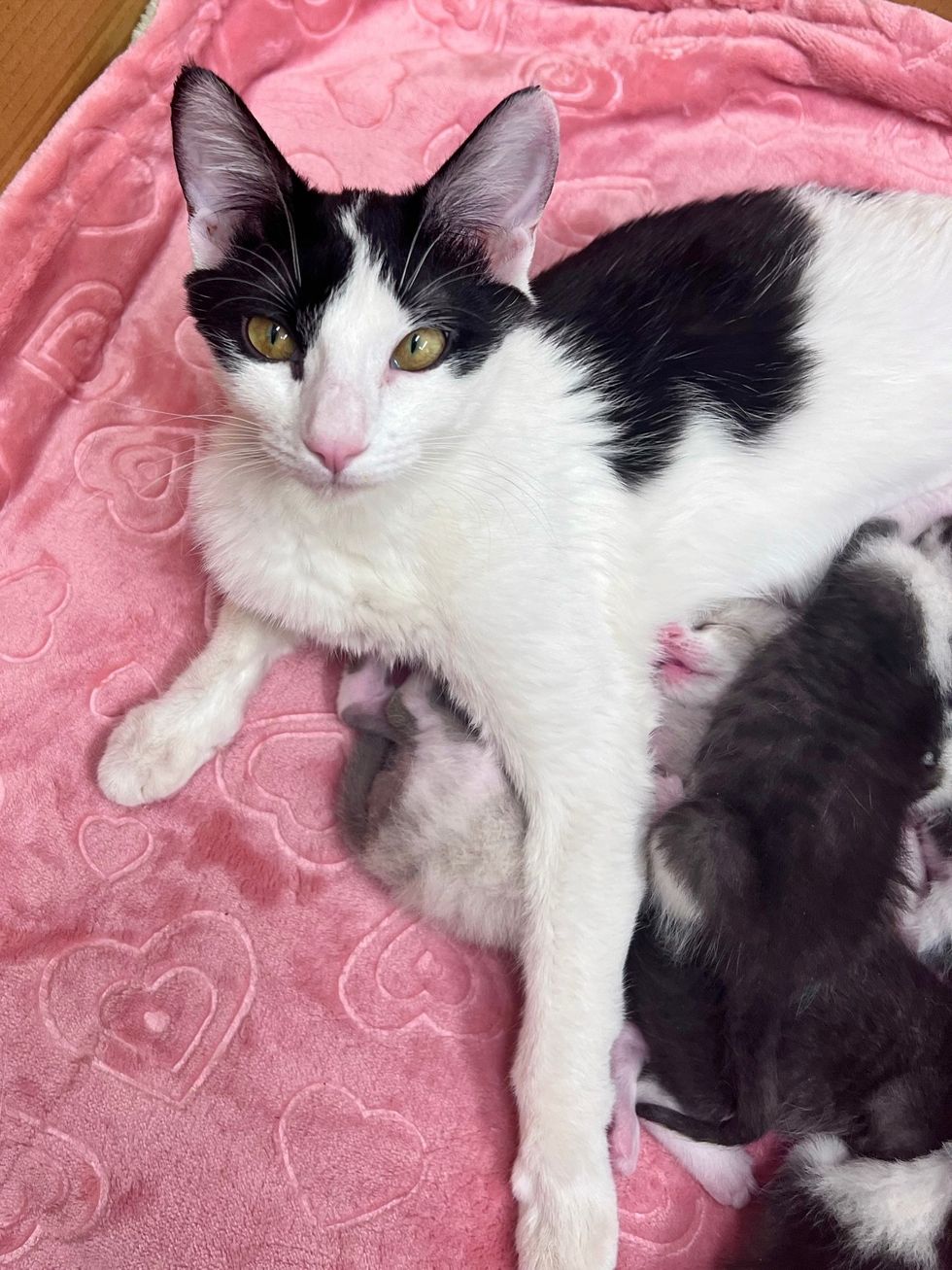 tuxedo cat kittens