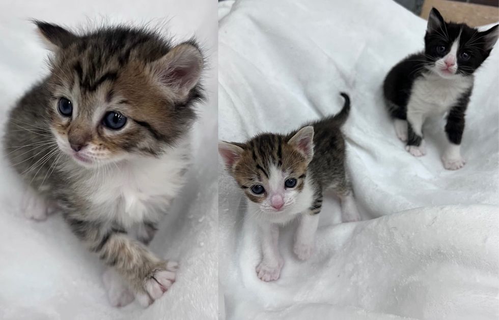 playful kittens