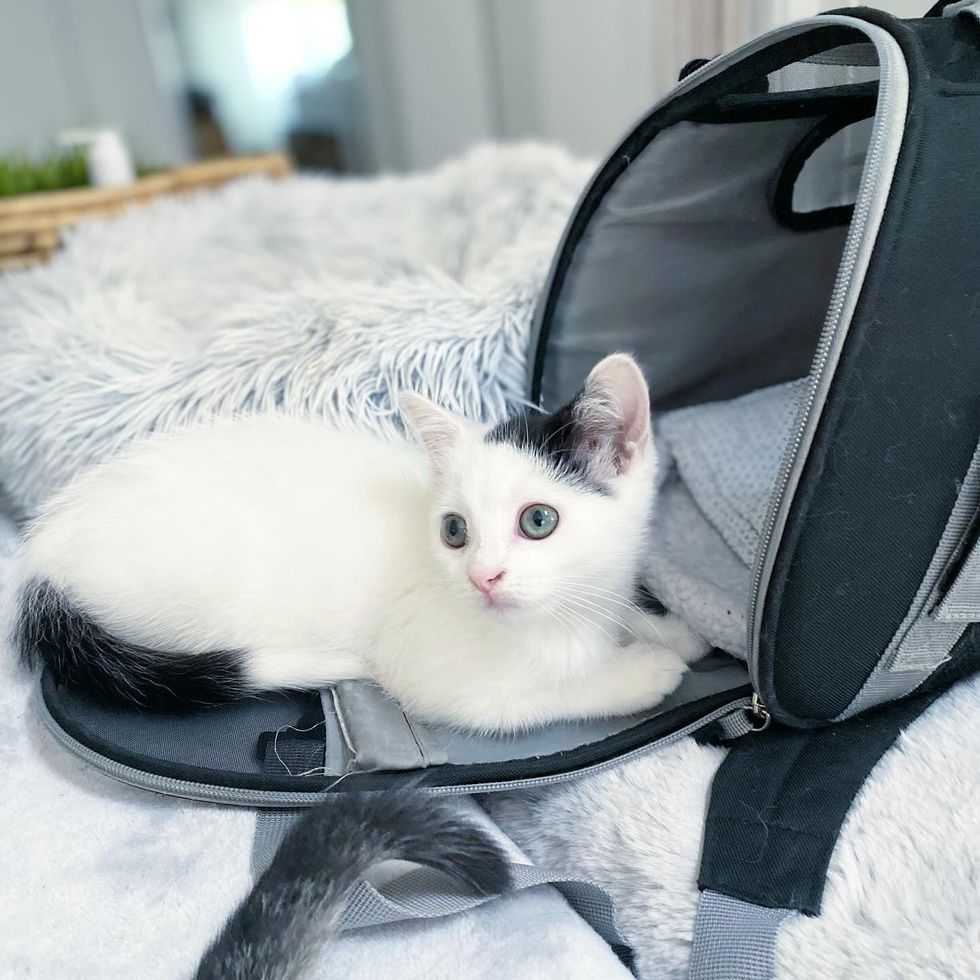 kitten foster home