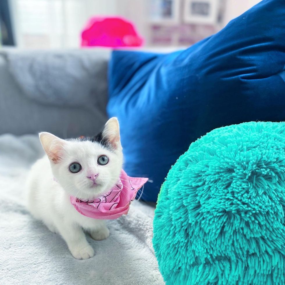 curious kitten cute