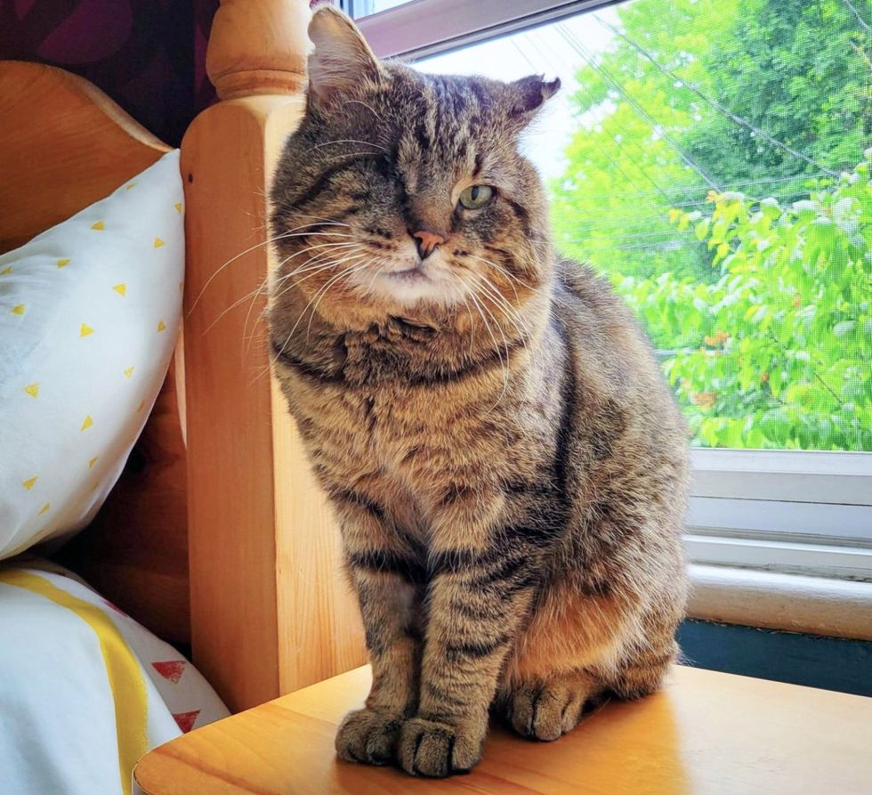 tabby cat one eyed