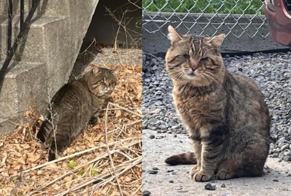 stray cat cheeks tabby
