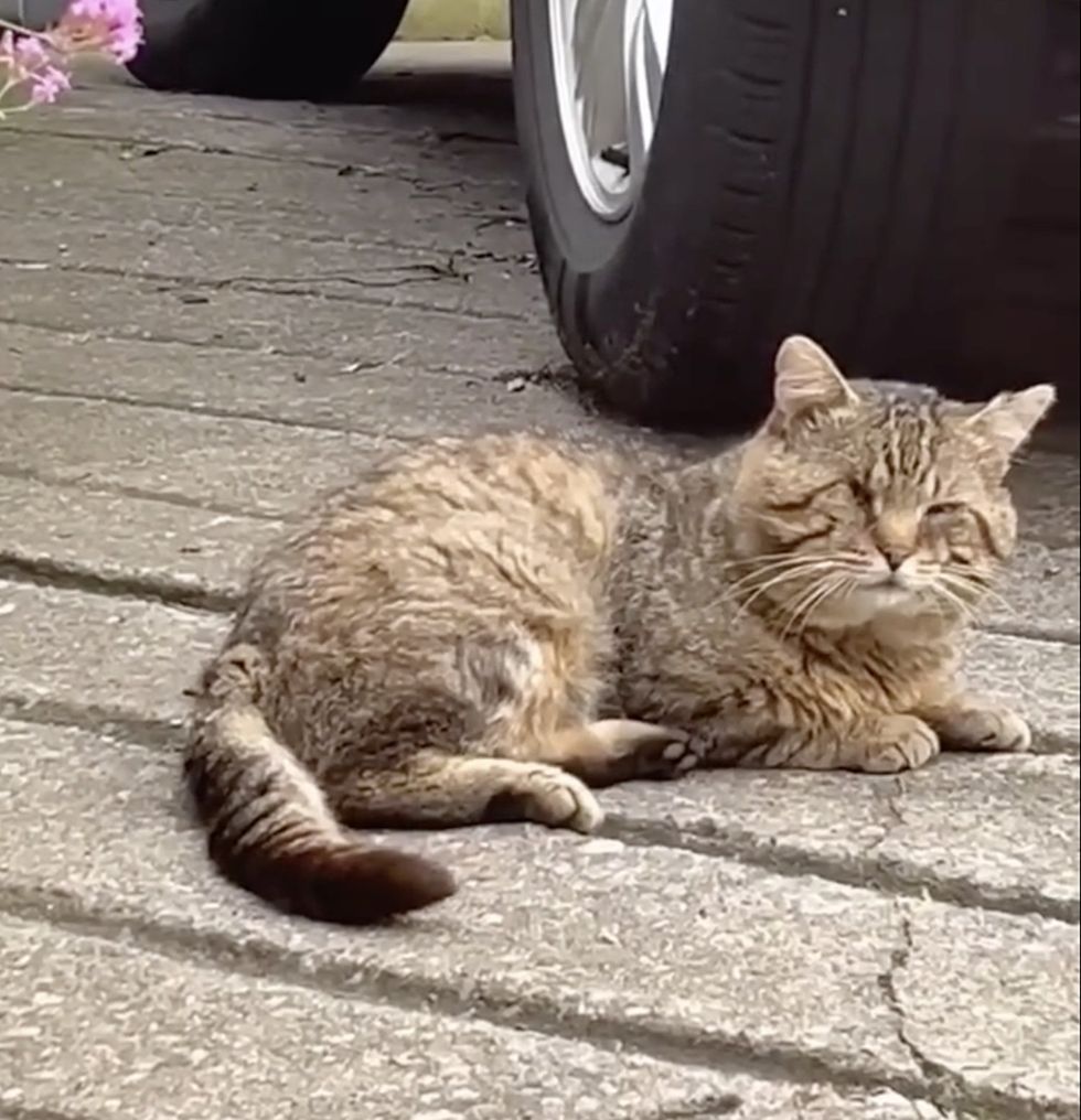 stray cat cheeks