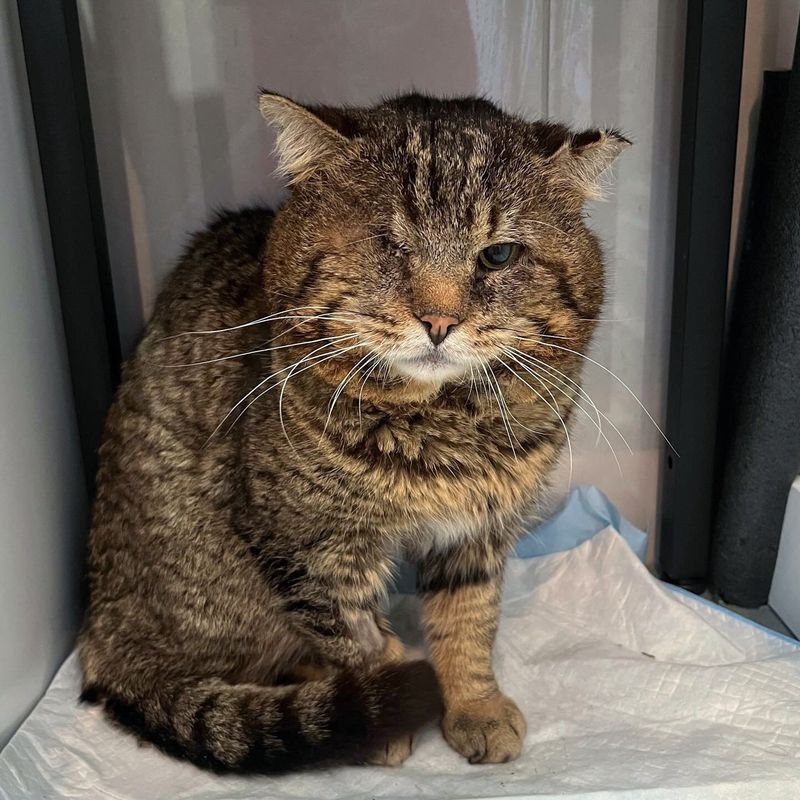 tabby cat one eyed
