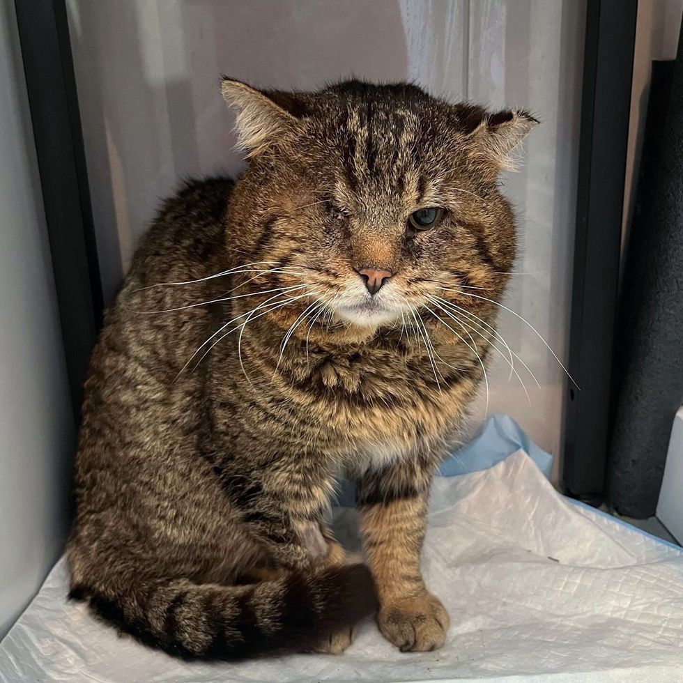 tabby cat one eyed