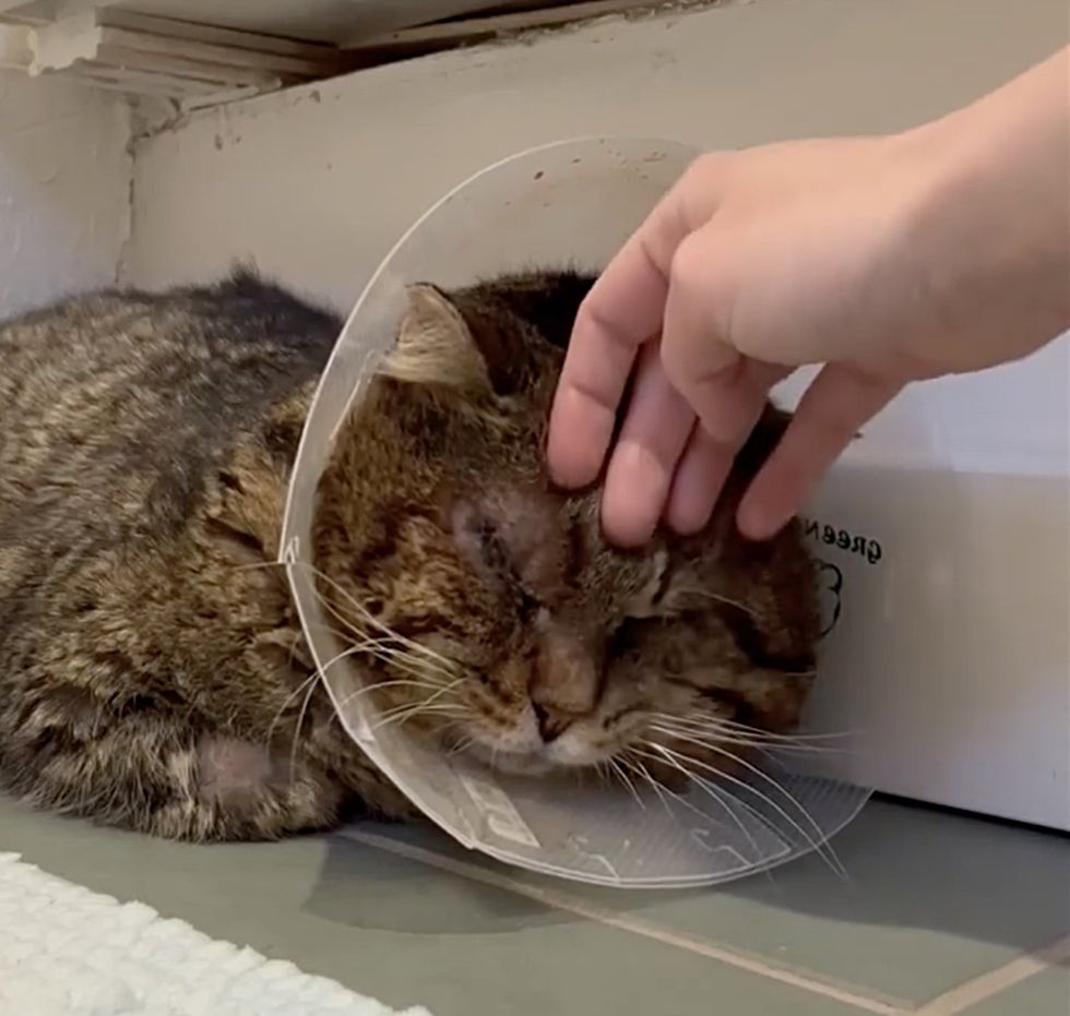tabby cat snuggles