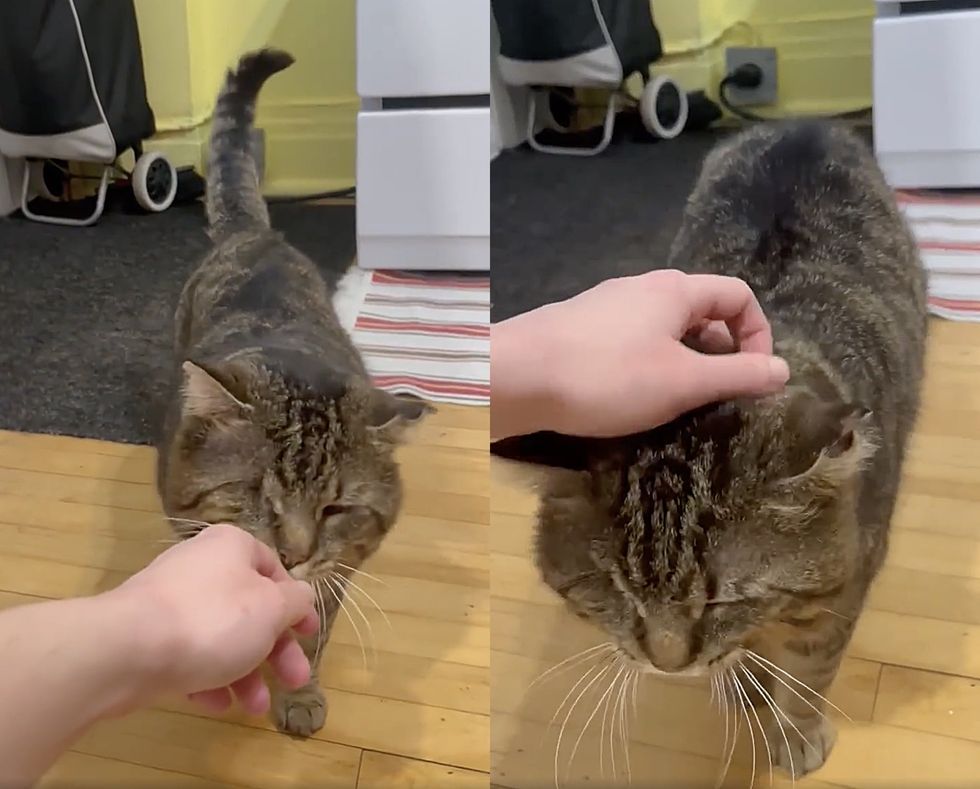 tabby cat snuggles