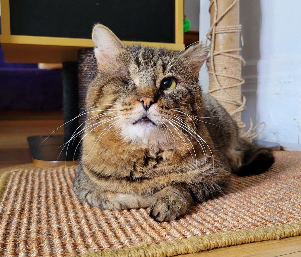 tabby cat one eyed