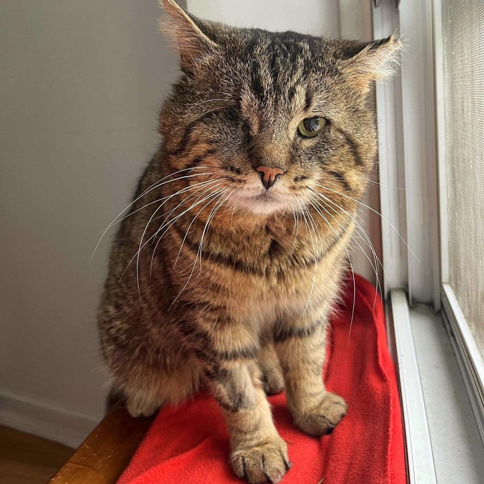 tabby cat one eyed