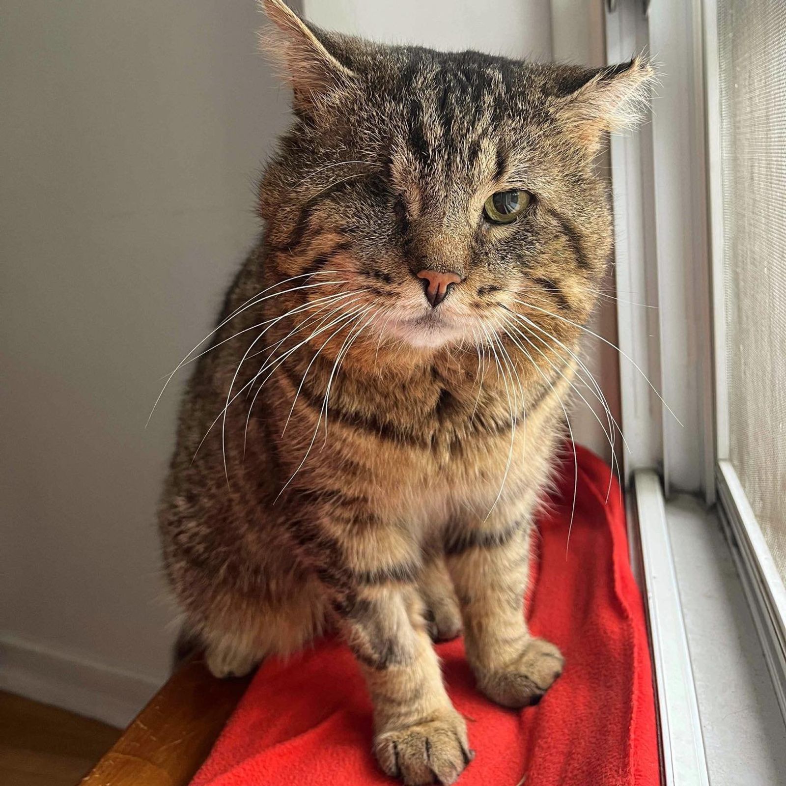 tabby cat one eyed