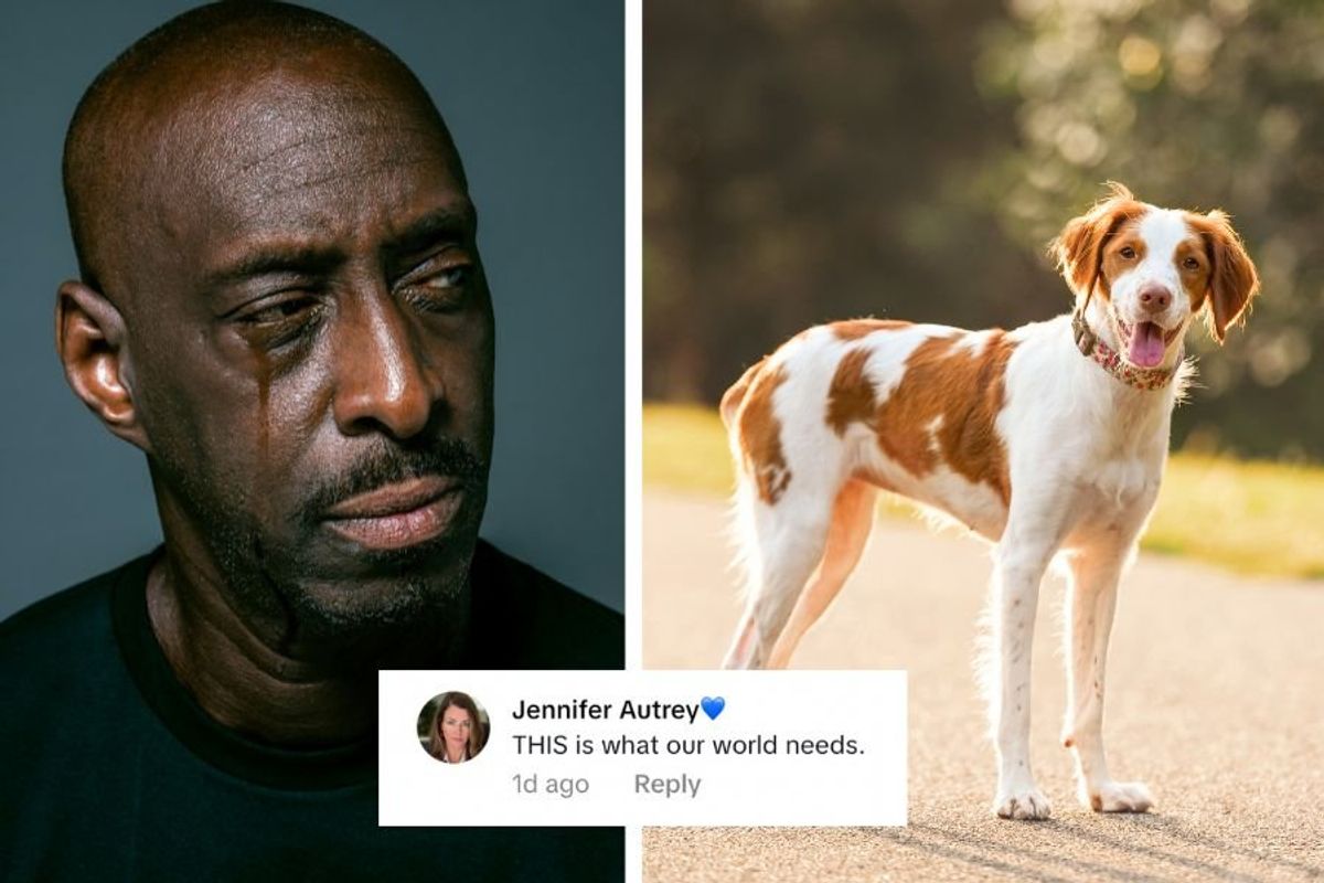 ups driver, ups, brittany dogs, positive news, feel good stories, wholesome tiktok, dogs