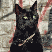 cat, pets, solitude, introvert, felines