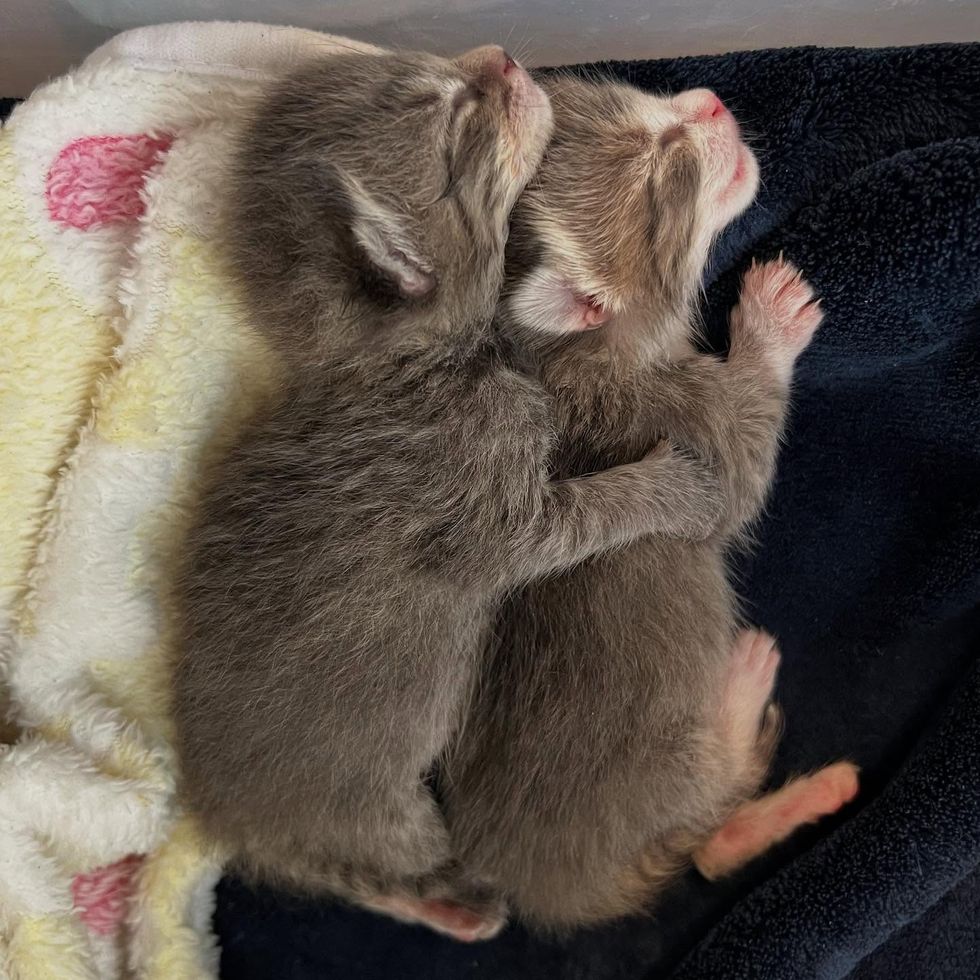 gray kittens newborns