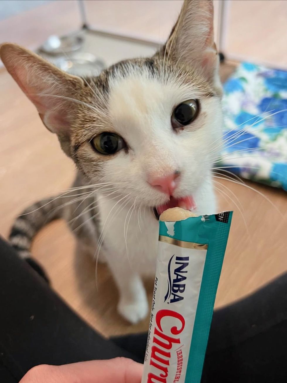 cat treats happy