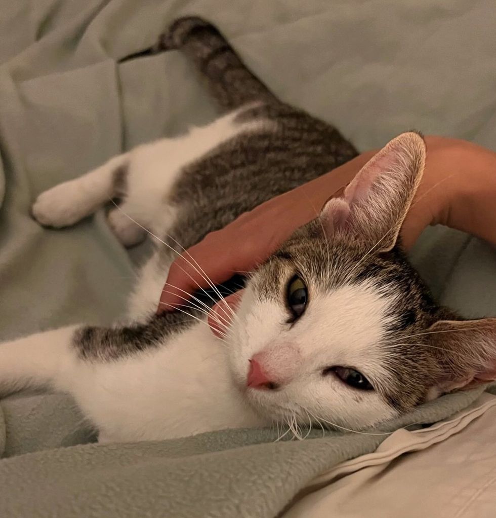snuggly cat bed