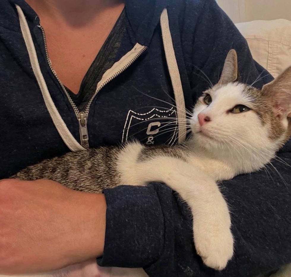 cat snuggly arms
