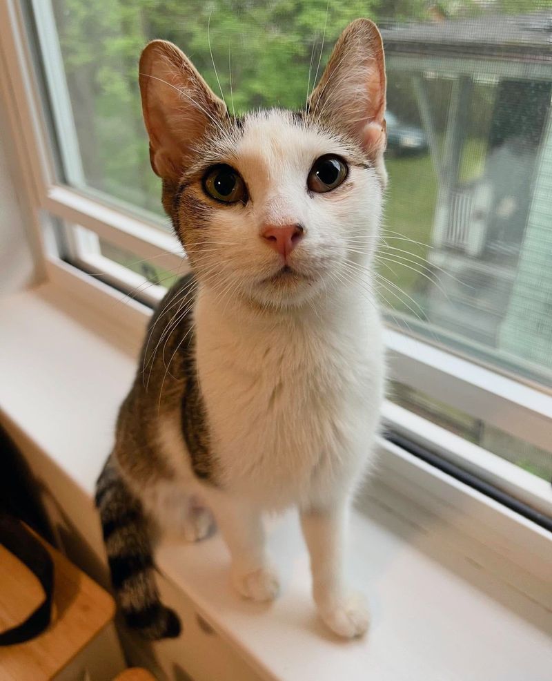 cat window home