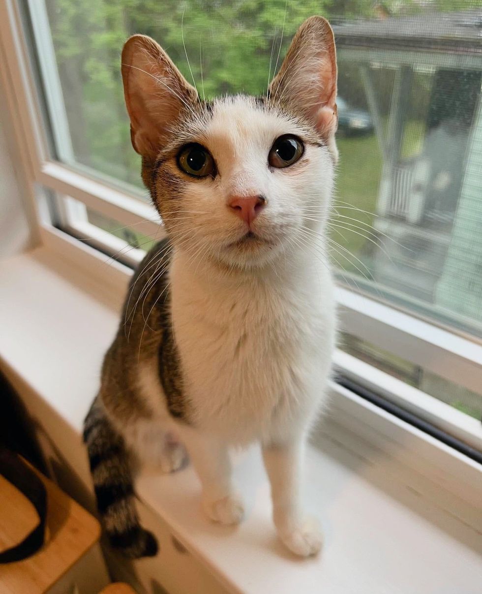 cat window home