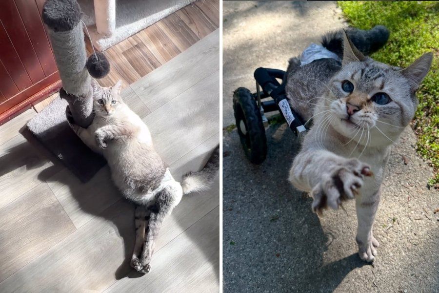 disabled cat, paralyzed cat, harpurr the warrior, cat in a wheelchair
