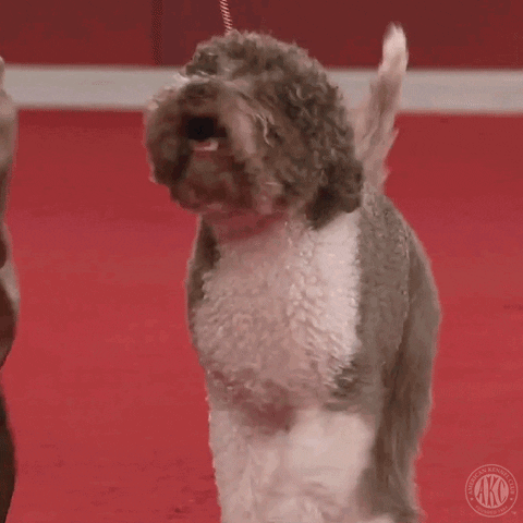 Lagotta Romagnolo, dog, breed, pup, cute, gif