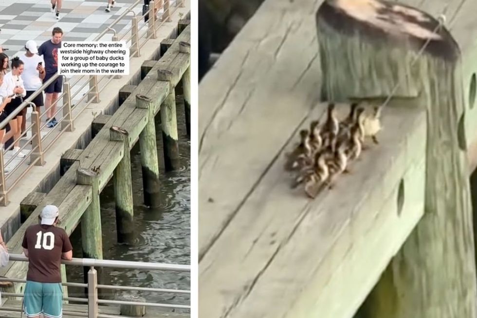 People cheer on a group of adorable ducklings 'working up the courage' to jump off bridge