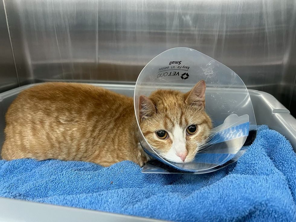 cat safe cone vet