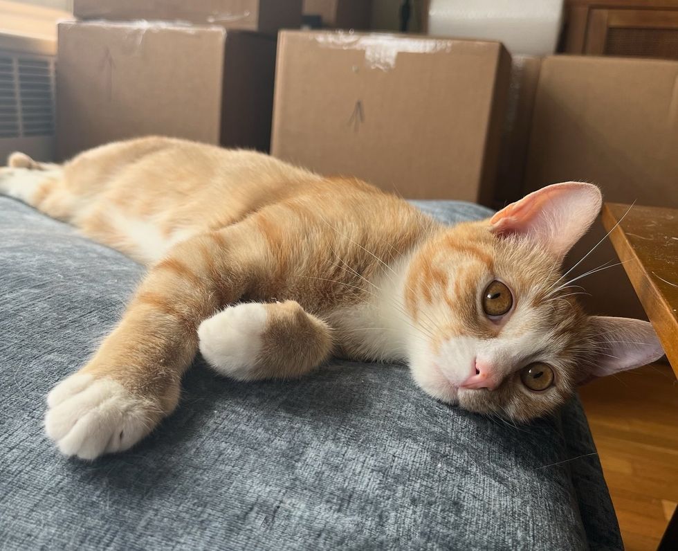 cat snuggly home